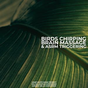 Birds Chirping Brain Massage & ASMR Triggering - ASMR White Noise Project