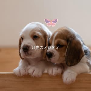 月光のメロディ - Coffee Shop Music Deluxe