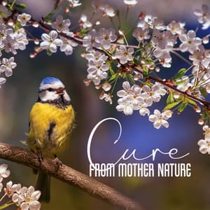 Cure from Mother Nature: Birdsongs for Stress Relief - Harmony Nature Sounds Academy