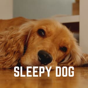 Sleepy Dog - Dog Sleep Dreams