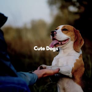 Cute Dogs - Early Morning Chill Out Playlist