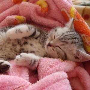 Lofi Cat Sleep Waves: Peaceful Kitty Nap Melodies - Lo-Fi Japan