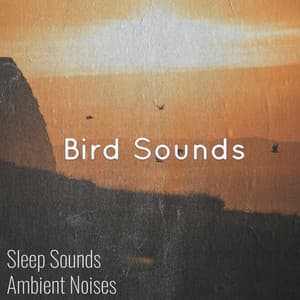 Tranquil Birdsong & Birds Singing - Sleep Sounds Ambient Noises