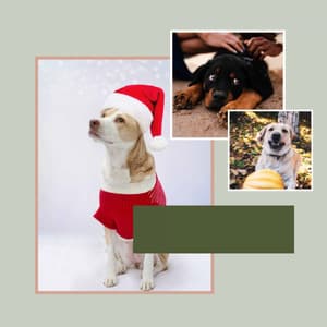 Music for Doggies Resting - Relaxing Dog Music Society