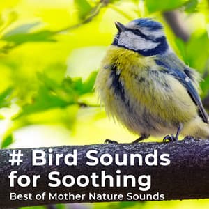 # Bird Sounds for Soothing - Best of Mother Nature Sounds