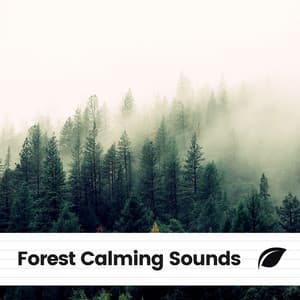 Forest Calming Sounds - Nature Sounds Nature Music