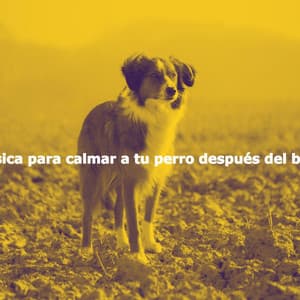 Música para calmar a tu perro después del baño - Vintage Cafe Vintage