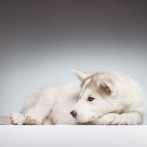 Jazz Piano Bark Serenity: Calming Melodies for Dogs - Hotel Lobby Jazz Group