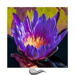 Sleep Lullaby - Sleep and Dream