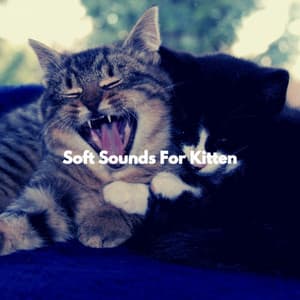 Soft Sounds For Kitten - Chillout Jazz Collective