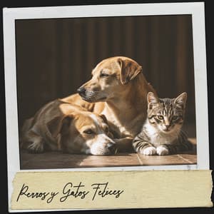 Perros y Gatos Felices: Melodías para colas en movimiento - Dog Relaxation