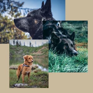 Easy Ambiance for Kind Puppy - Relaxing Dog Music Playlists