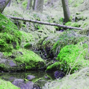 Cloud Chamber Music - Minds United