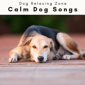 4 Dogs: Calm Dog Songs - Dog Relaxing Zone