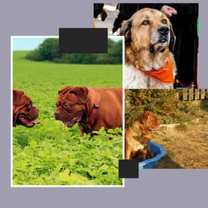 Fantastic Easy Listening Guitar - Bgm for Happy Dogs - Relaxing Dog Music Playlists