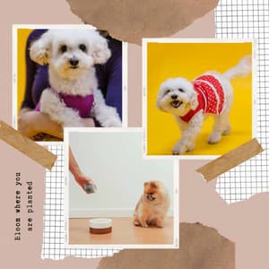 Echoes of Doggy Dreams - Dog Music Zone