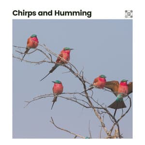 Chirps and Humming - Swedish Forest Birds