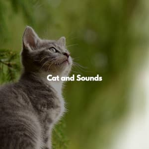 Cat and Sounds - Mellow Jazz Beats