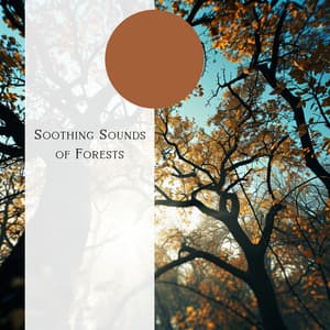 Soothing Sounds of Forests - Natural Forest FX
