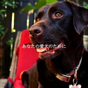 あなたの愛犬のために - Work & Jazz