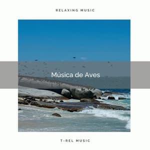 1 Música de Aves - Sonidos De Pajaros
