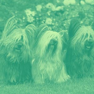 Funky Guitar Jazz - Background for Classic Hounds - Relajado Musica Relajante para Perros
