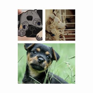 Ambiance for Sweet Pups - Relaxing Dog Music Playlists