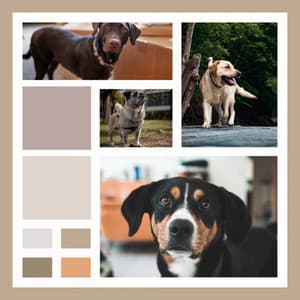 Fun Puppies - Background Music - Music for Dogs Radio