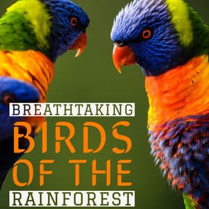 Breathtaking Birds Of The Rainforest - Nature Sounds for Relaxation - Natural Sound Makers