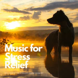 Music for Stress Relief: Stillness by the Stream's Canine Harmony - Cure Stream