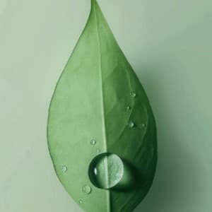 Grüne Schwingungen purer Ruhe - Hannah Watson