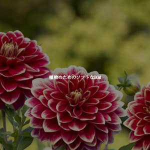 植物のためのソフトなBGM - Hotel Jazz Deluxe