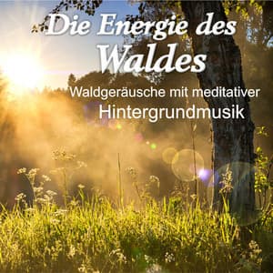 Die Energie Des Waldes, Waldgeräusche Mit Meditativer Hintergrundmusik - Achtsamkeit
