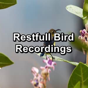 Restfull Bird Recordings - Relax Bird Sounds