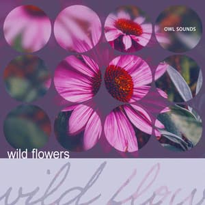 Wild Flowers - Owl Sounds