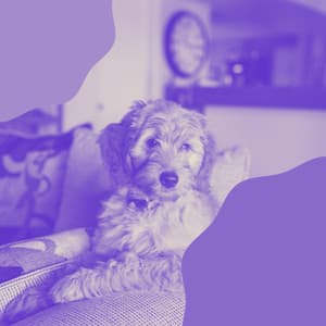 Wicked Background for Dog Naptime - Music for Dogs Playlist