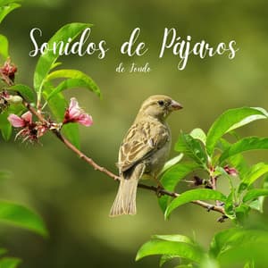 Sonidos de Pájaros de Fondo - Hola Pájaros