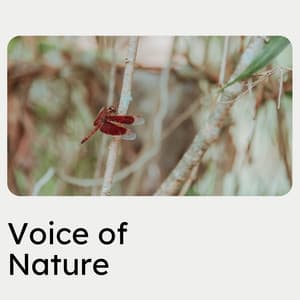Voice of Nature - Sons de la nature