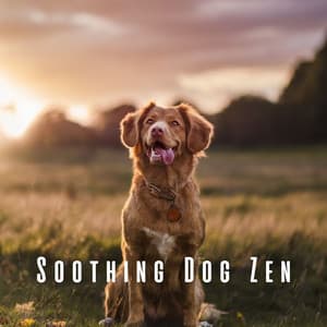 Soothing Dog Zen: Mellow Lofi Tunes with Ambient Sounds - Chill Hop Playlist