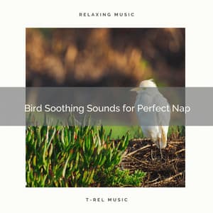2021 New: Bird Soothing Sounds for Perfect Nap - Sleep Sounds