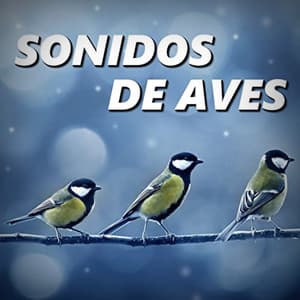 Sonido de Aves - Sonidos De Aves
