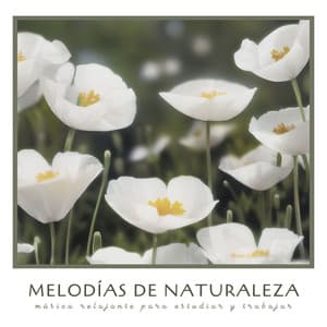 Melodías de Naturaleza: Música Relajante para Estudiar y Trabajar - Naturaleza Ensemble