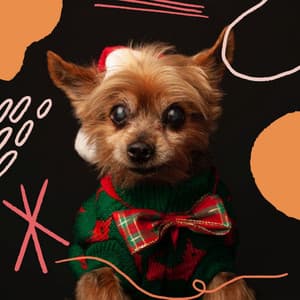 Refined Guitar Chill Out - Background for Dog Walks - Music For Pets