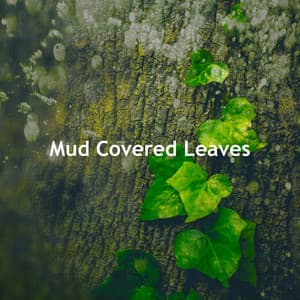 Mud Covered Leaves - Nature & Rainforest Sounds Collective