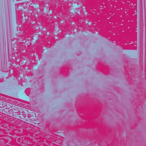 Hypnotic Background for Classic Hounds - Relajado Musica Relajante para Perros