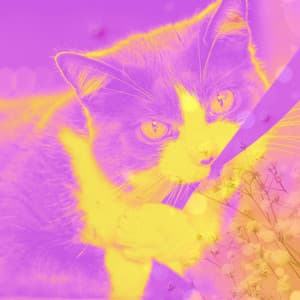 Background Music - Resting Kittens - Cat Total Relax