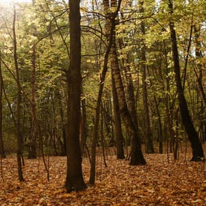 Evening Summer Walk In Twigs - The Sound of Danish Nature