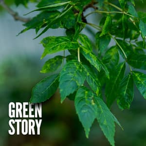 Green Story - 24H Rain Sounds
