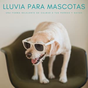 Lluvia Para Mascotas: Una Forma Relajante De Calmar A Tus Perros y Gatos - Ruido de Lluvia