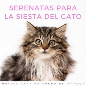 Serenatas Para La Siesta Del Gato: Música Para Un Sueño Reparador - La mejor musica instrumental